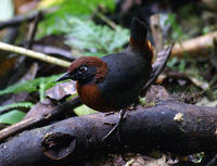 棕胸蟻鶇 棕胸蟻鶇