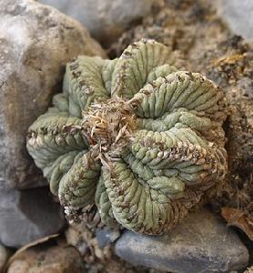 花籠 Aztekium ritteri