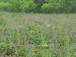 興隆莊鄉 興隆莊鄉