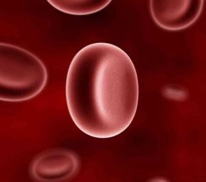 網織紅細胞分型 網織紅細胞分型