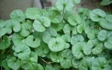 小金挖耳 小金挖耳