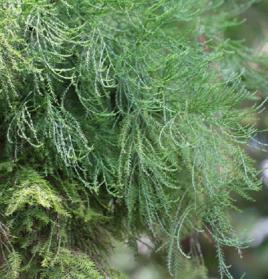 水松枝葉 水松枝葉