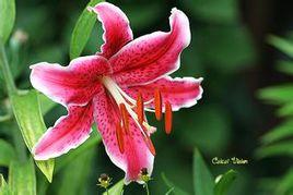 東方百合[百合屬中國栽培雜種系]