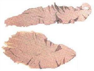 條斑紫菜 條斑紫菜