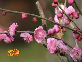 紅梅王十朋 紅梅王十朋