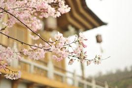 杭州櫻花園 杭州櫻花園