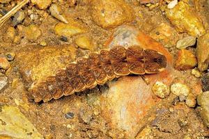 台灣山窗螢 台灣山窗螢