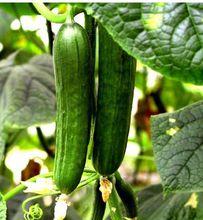 黃瓜籽