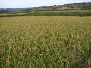雜木箐村的水稻田