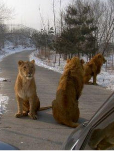 八達嶺野生動物園 八達嶺野生動物園