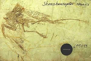 中華神州鳥 中華神州鳥