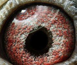 鋸齒型眼志 鋸齒型眼志