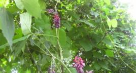 葛藤TPRC070120011 葛藤TPRC070120011