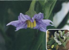 茄子畸形花 茄子畸形花