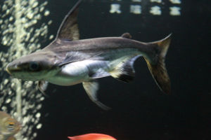 成吉思汗魚