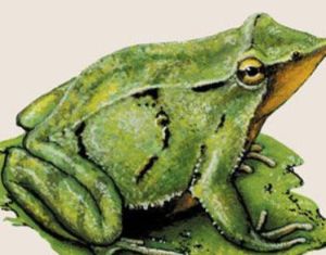 達爾文蛙科 達爾文蛙科