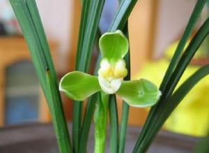 蕭山蔡梅 蕭山蔡梅