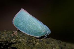 青蛾蠟蟬 青蛾蠟蟬