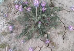 帕米爾棘豆 帕米爾棘豆