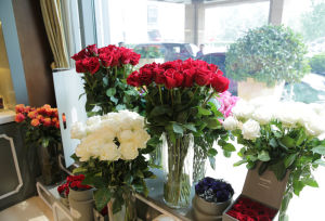 路易十四玫瑰 路易十四玫瑰