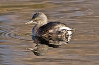 小鸊鷉屬 小鸊鷉屬