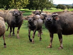 明多羅水牛 明多羅水牛