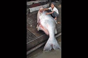 （圖）湄公河巨型鯰魚