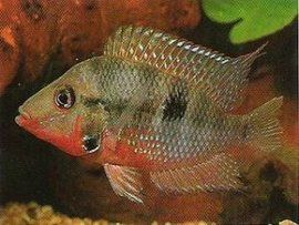 紫紅火口 紫紅火口