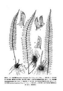 近邊耳蕨 近邊耳蕨