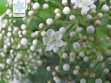 斜脈石楠 斜脈石楠