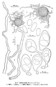 豬殃殃白粉菌 豬殃殃白粉菌