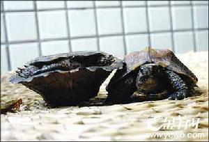 另類寵物：別拿烏龜不當動物(組圖)