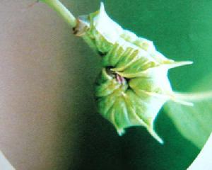 桑褶翅尺蠖 桑褶翅尺蠖