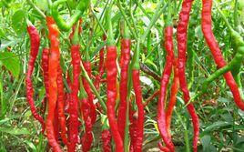 長辣椒 長辣椒