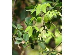 七姐妹藤 七姐妹藤