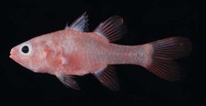 塔氏天竺鯛 塔氏天竺鯛