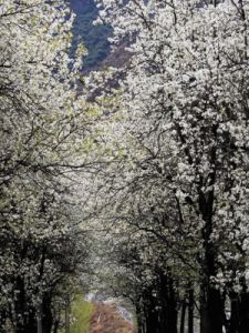 龍泉桃花節 龍泉桃花節