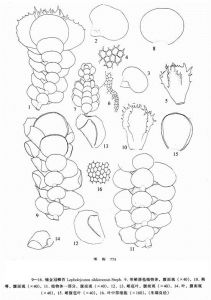 錫金冠鱗苔 錫金冠鱗苔