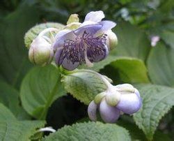 叉葉藍屬 叉葉藍屬