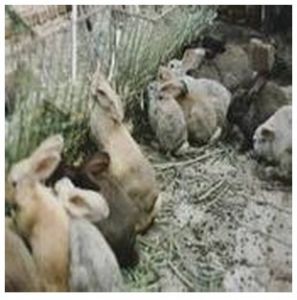 後黑坨子村 後黑坨子村