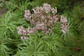 江西鳳尾蕨 江西鳳尾蕨