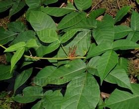 刺果毒漆藤（亞種）