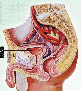 前列腺示意圖
