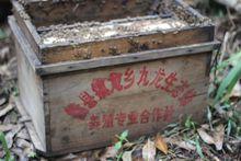 鎮龍鄉[廣西南寧市橫縣鎮龍鄉]