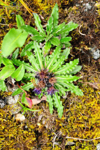 褐黃色風毛菊 褐黃色風毛菊