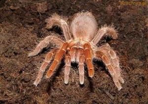 皇帝巴布 皇帝巴布