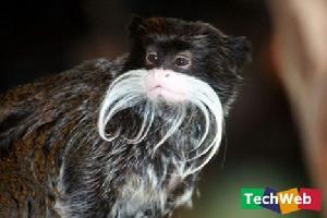 地球上怪異的居民 地球上怪異的居民