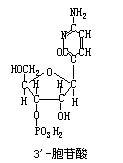胞嘧啶核苷酸 胞嘧啶核苷酸