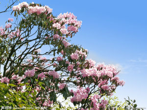 大鐘杜鵑 大鐘杜鵑
