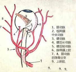 眼動脈 眼動脈